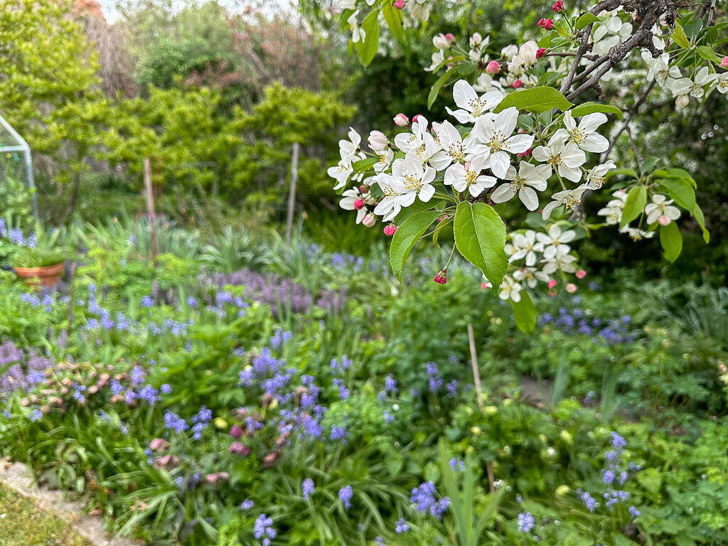 Our garden by pusspup