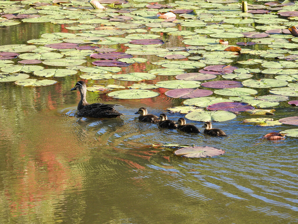 Getting your ducklings in a row by jeneurell