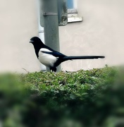 29th Sep 2024 - Magpie 