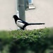 Magpie 