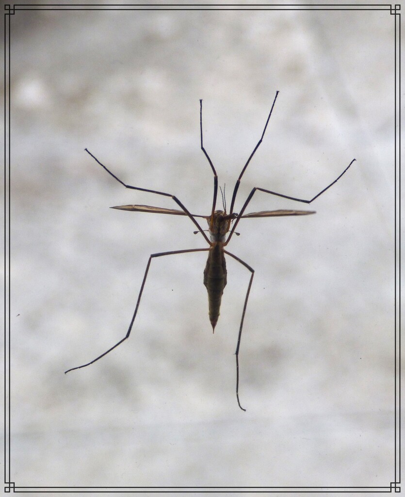 Daddy-long-legs. by beryl