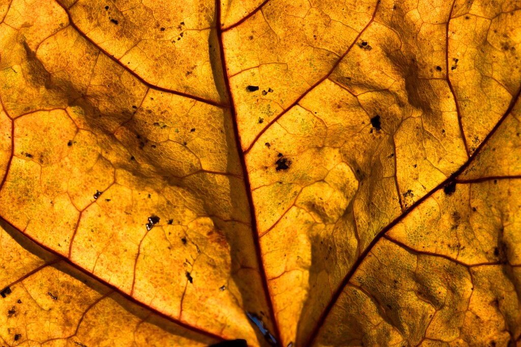 Backlit leaf by okvalle