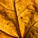 Backlit leaf