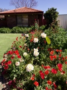 1st Oct 2024 - My Garden Is A Tad Overgrown PA013879