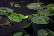 2nd Oct 2024 - Lily Pads