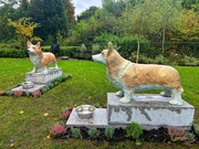 2nd Oct 2024 - Controversial Corgis