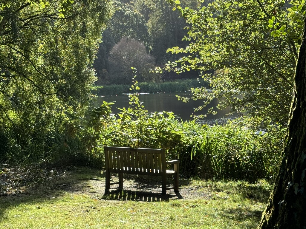 Bench with a view  by alison59