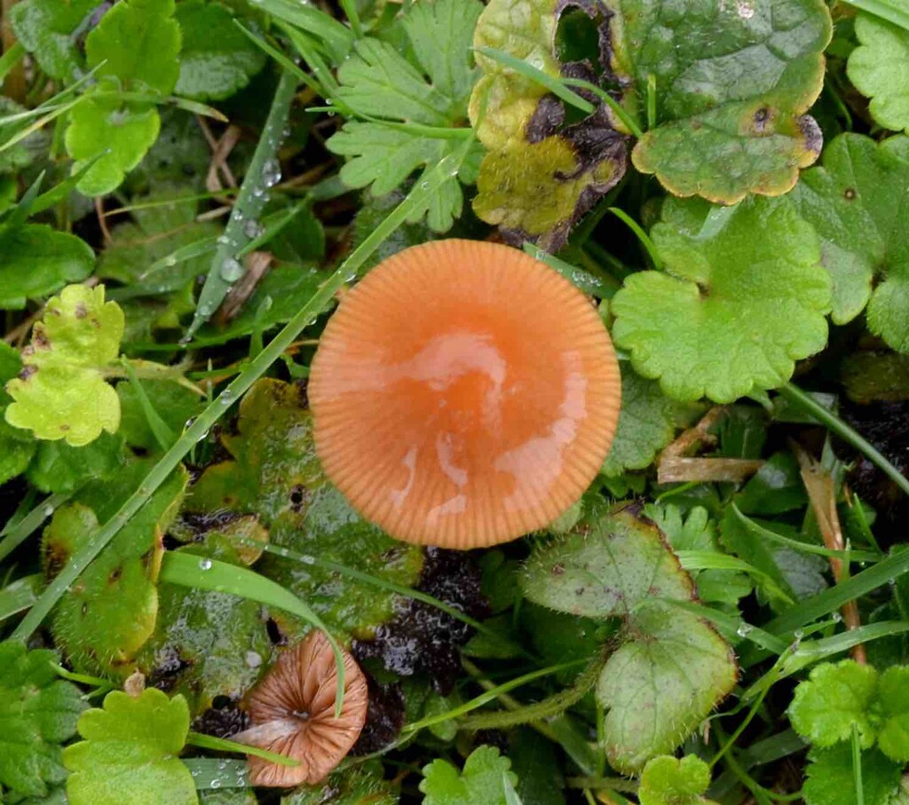 Common Gilled Mushroom by arkensiel