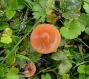 2nd Oct 2024 - Common Gilled Mushroom