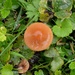 Common Gilled Mushroom