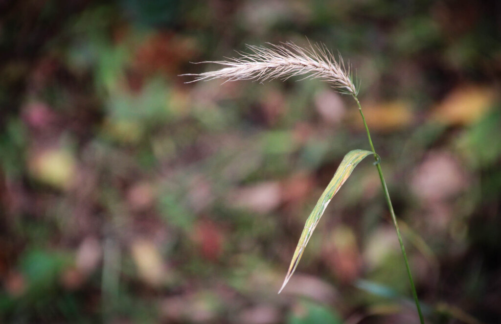 A weed by mittens