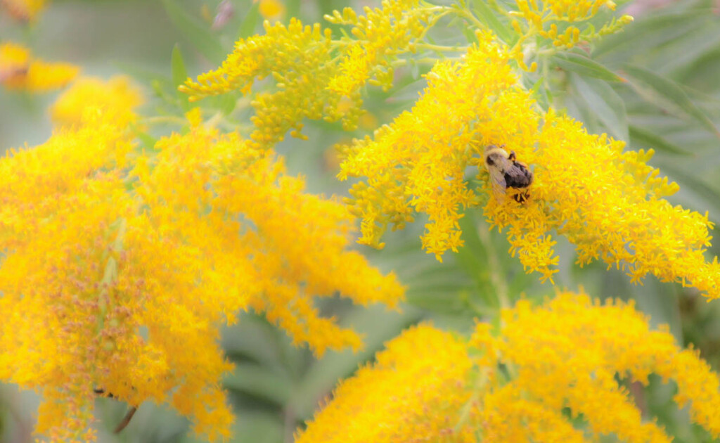 Abstract goldenrod by mittens