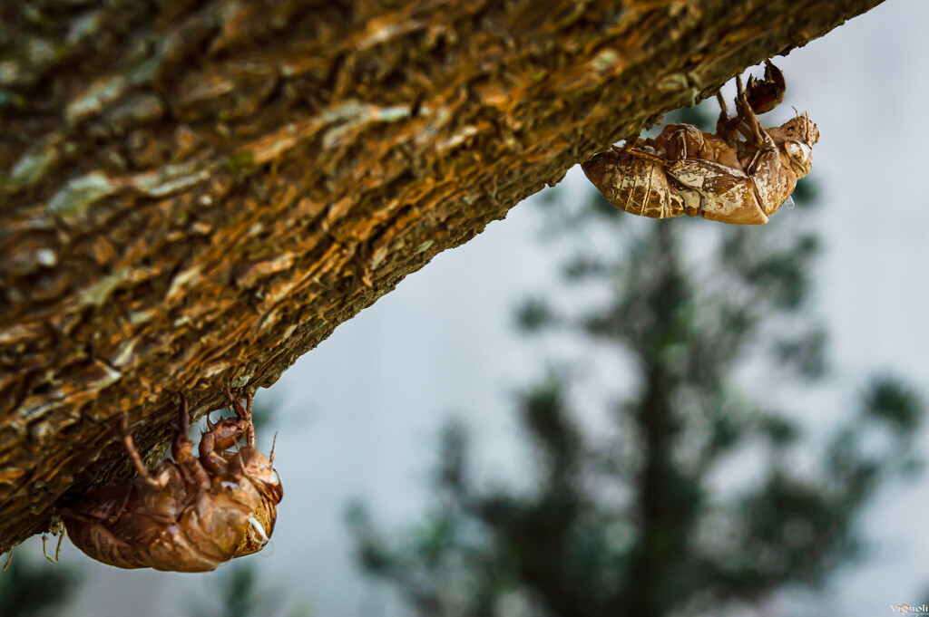 The cycle of life by vignoli