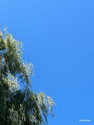 2nd Oct 2024 - Weeping Willow