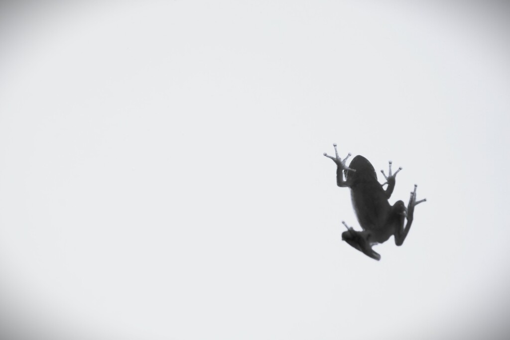 Frog on Glass by photohoot