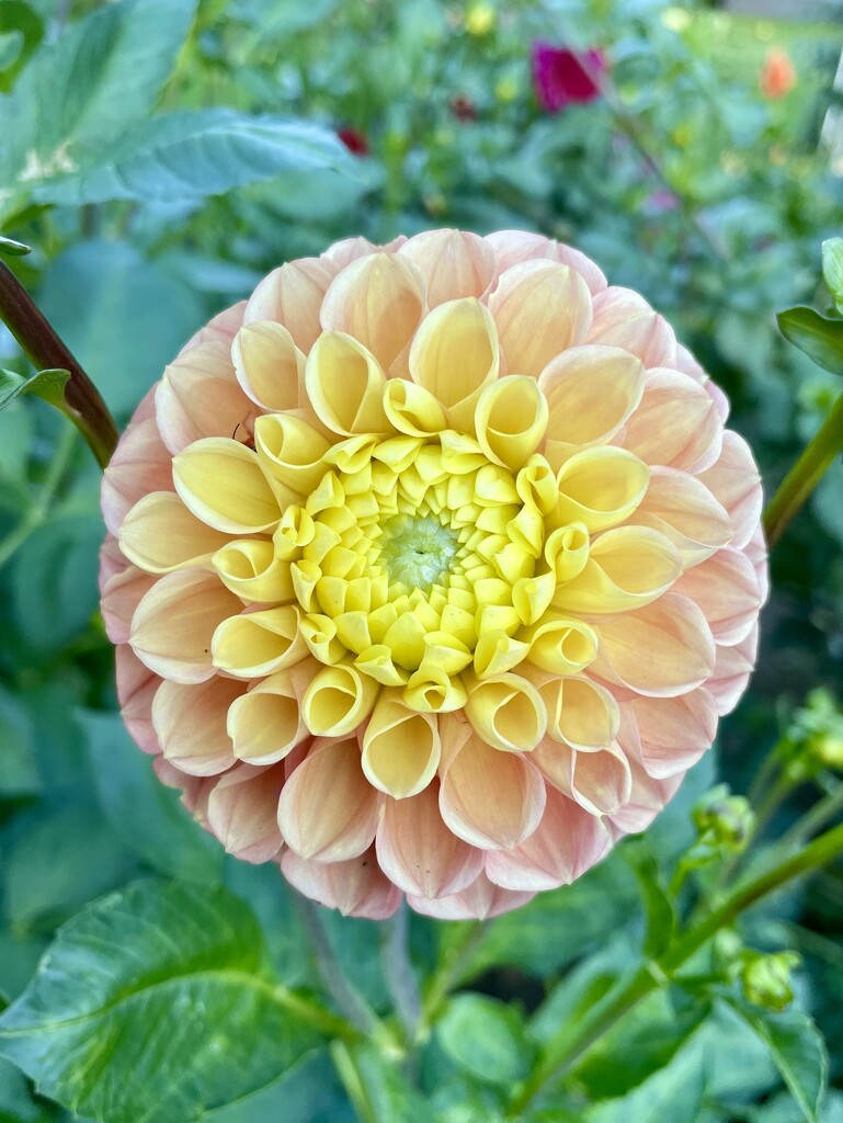 Dahlia by am2584