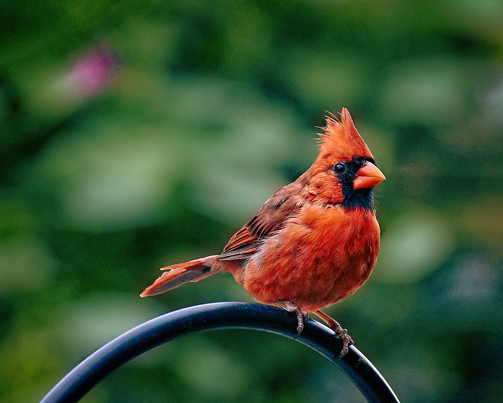 Spiffy Cardinal  by gardencat