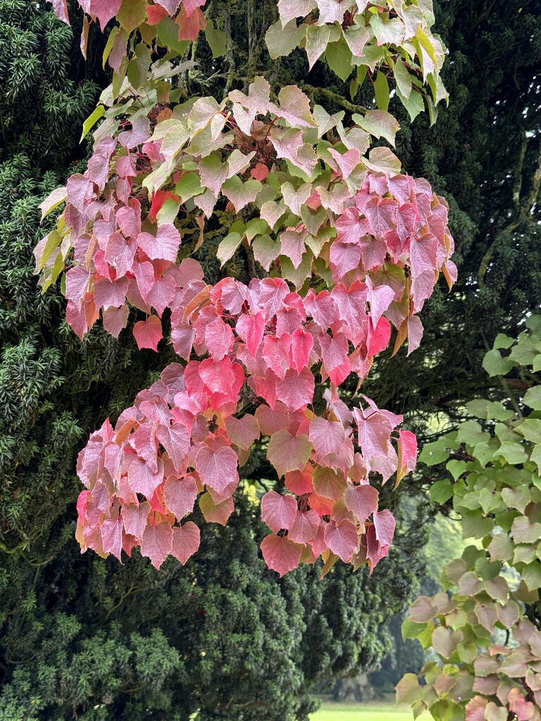 Leaves Just Turning by susiemc