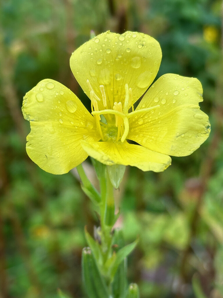 Evening Primrose by 365projectmaxine