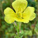 Evening Primrose