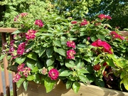 2nd Oct 2024 - Lantana