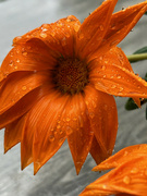 1st Oct 2024 - Gazania