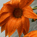 Gazania