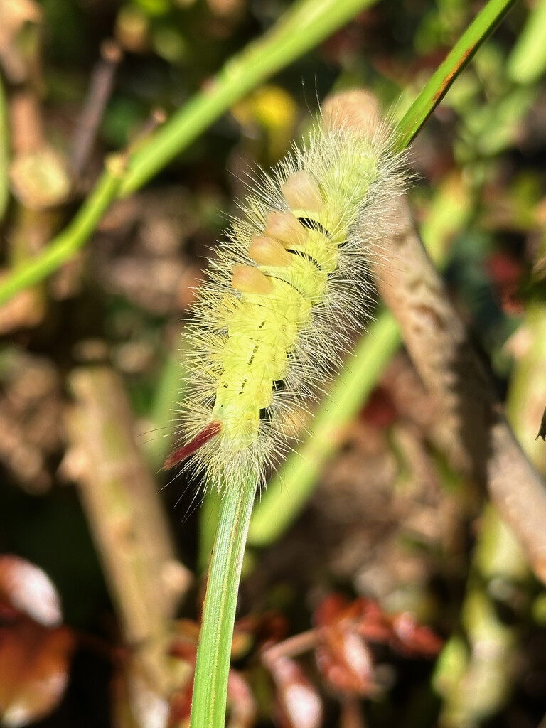 Pale Tussock Moth Caterpillar by 365projectmaxine