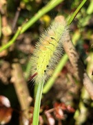 2nd Oct 2024 - Pale Tussock Moth Caterpillar