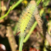 Pale Tussock Moth Caterpillar