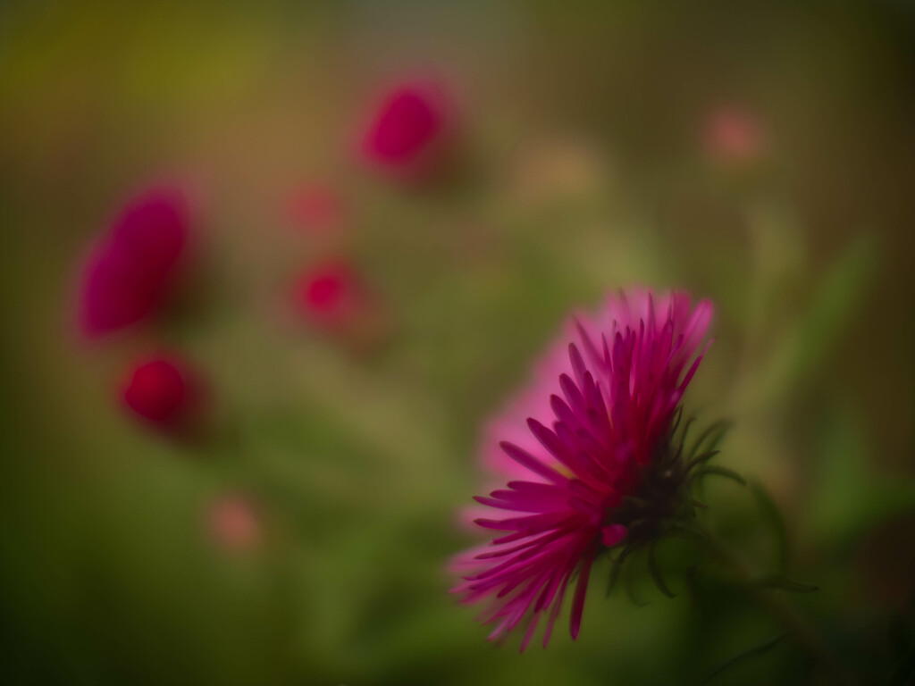 Red pompoms by haskar