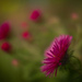 Red pompoms