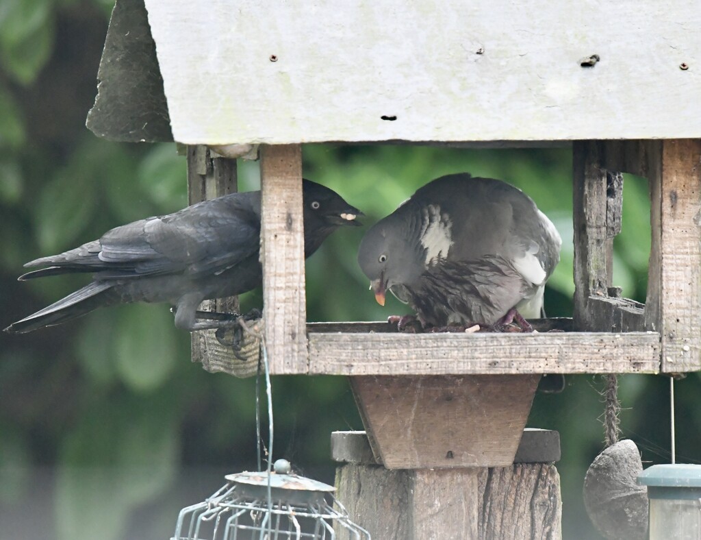 Beak to beak by rosiekind