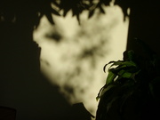 2nd Oct 2024 - plant+shadow