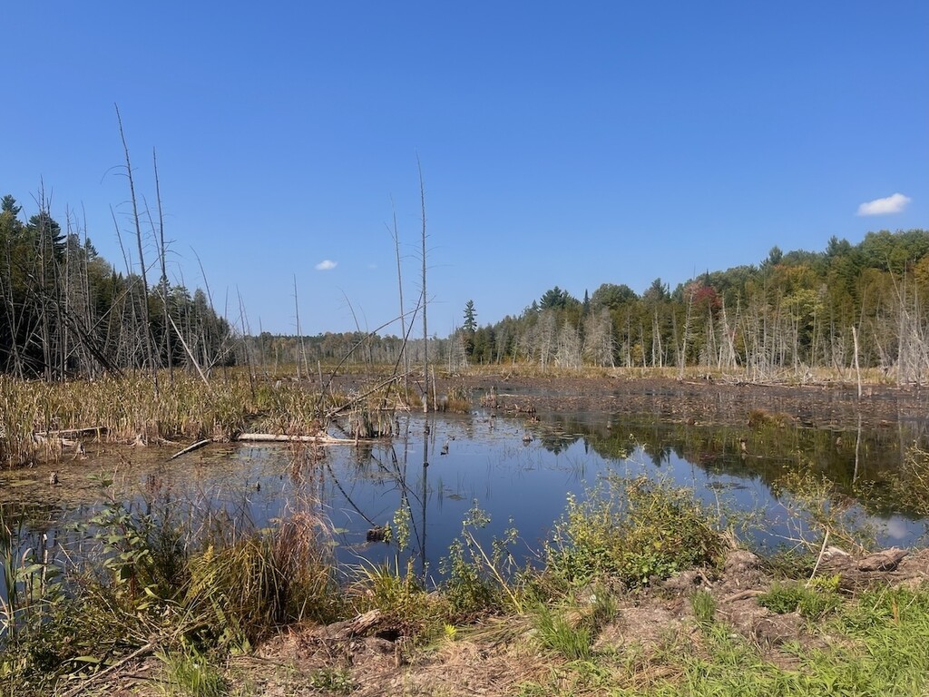 Beyond the Beaver Pond by sunnygreenwood