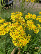 2nd Oct 2024 - Bright flowers on a gloomy day! 