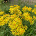 Bright flowers on a gloomy day! 