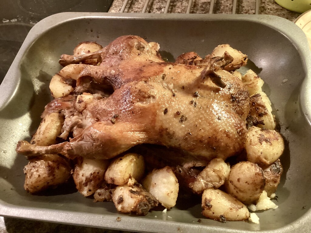 Son’s Roast Duck by foxes37