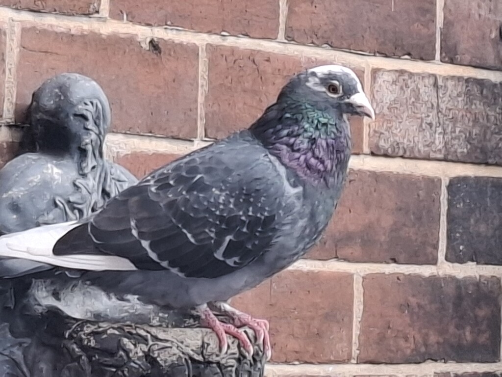 Day 276/366.  Sean came for his tea! I can't tell you how much I love this pigeon ❤️ by fairynormal