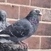 Day 276/366.  Sean came for his tea! I can't tell you how much I love this pigeon ❤️