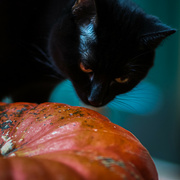 2nd Oct 2024 - Pumpkin Reflections