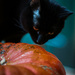 Pumpkin Reflections