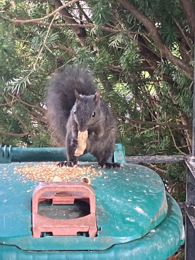 What a Large Peanut! by spanishliz