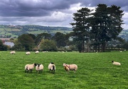 1st Oct 2024 - Tupping time