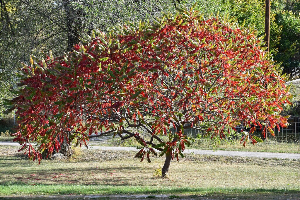 Our Sumac Tree by bjywamer