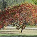 Our Sumac Tree