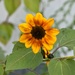 Tiny Sunflower