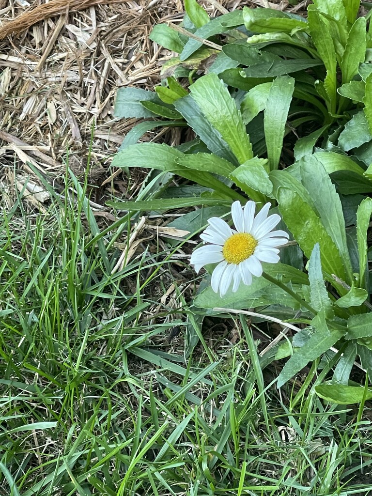 October Daisy by essiesue