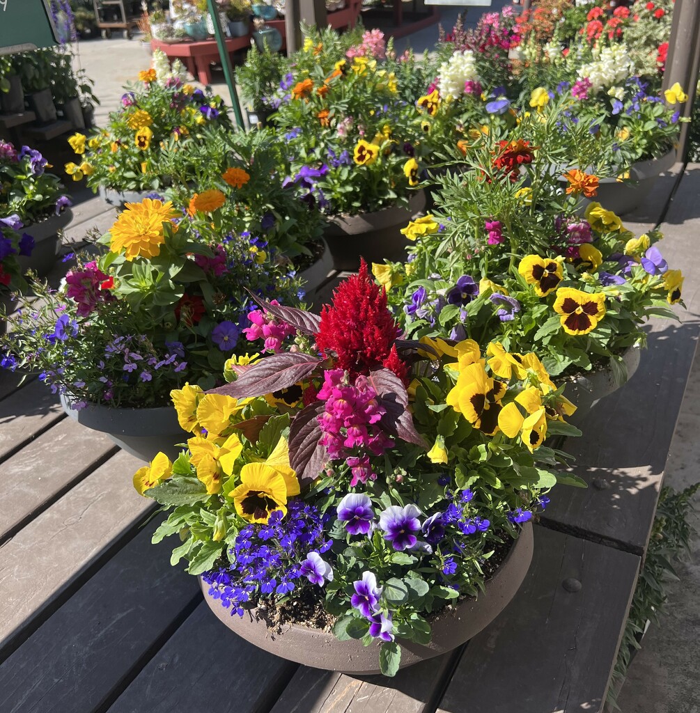 Pansies in a flowerpot by peekysweets