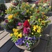 Pansies in a flowerpot